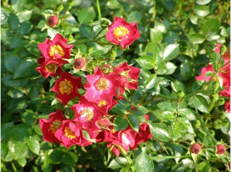 rose antiche