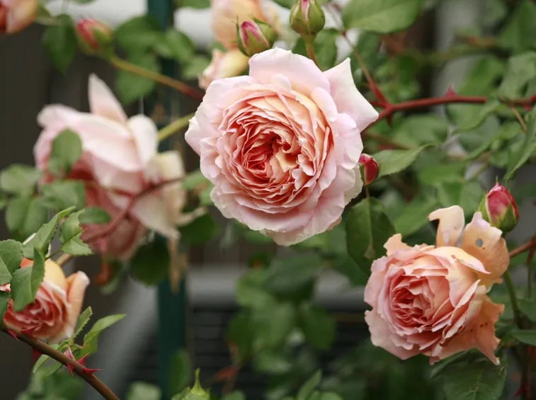 rose antiche
