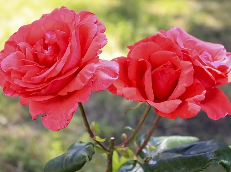rose antiche rosse