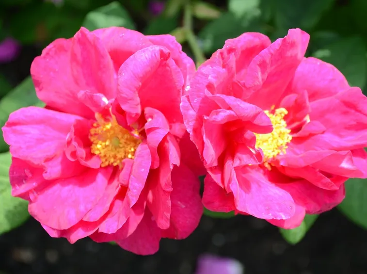 rose antiche