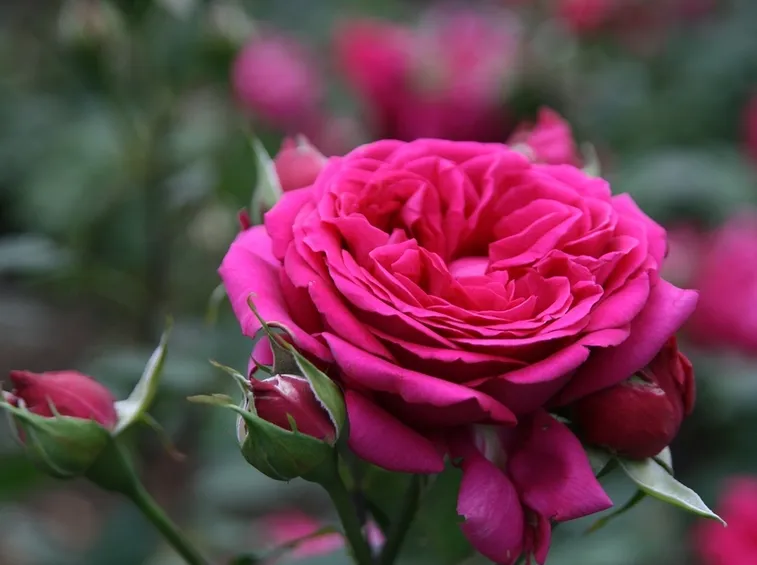 rose antiche