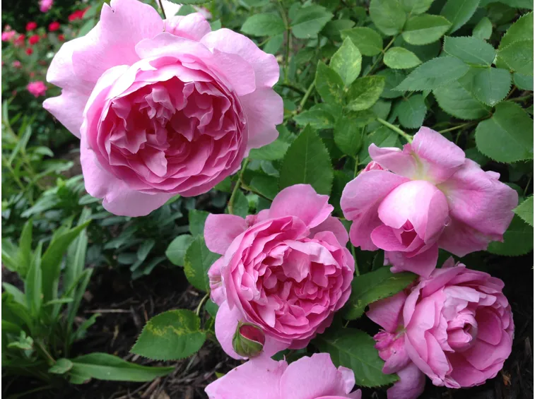 rose antiche