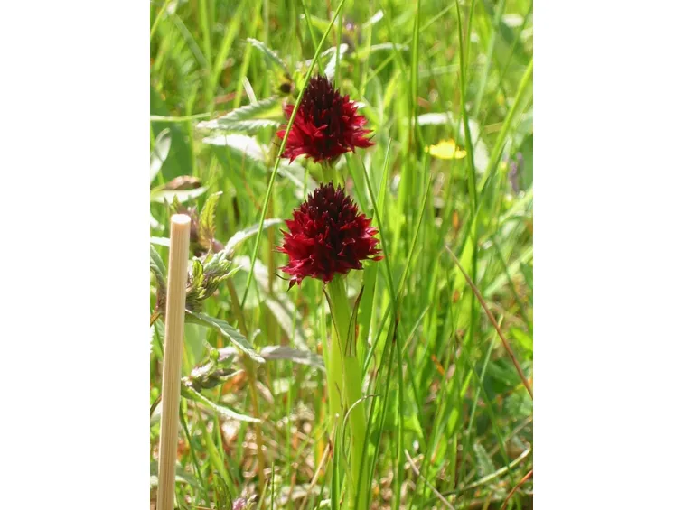 Nigritella Nigra