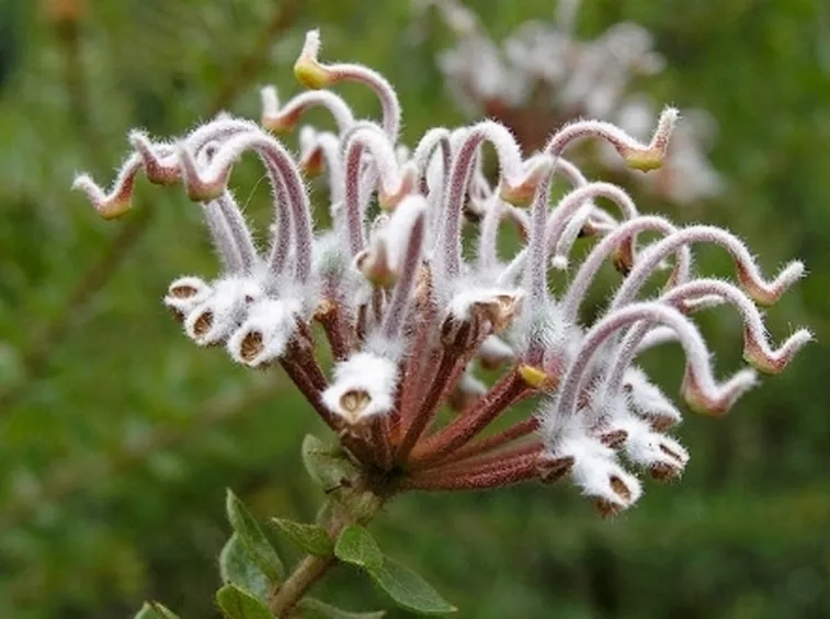 Tipici fiori secchi