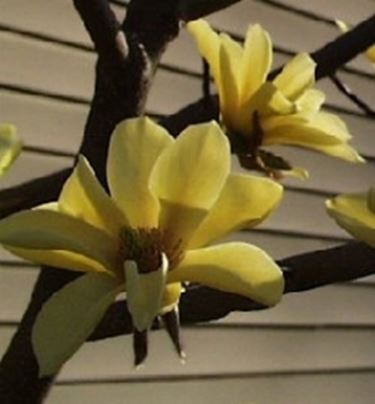 magnolia acuminata