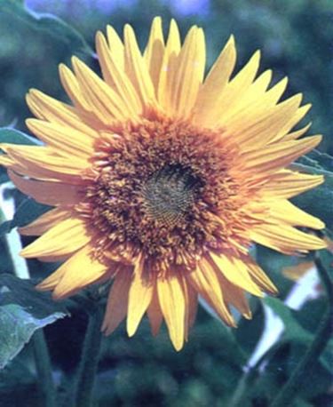 "fiore di girasole"