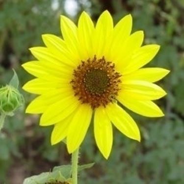 "fiore di girasole"