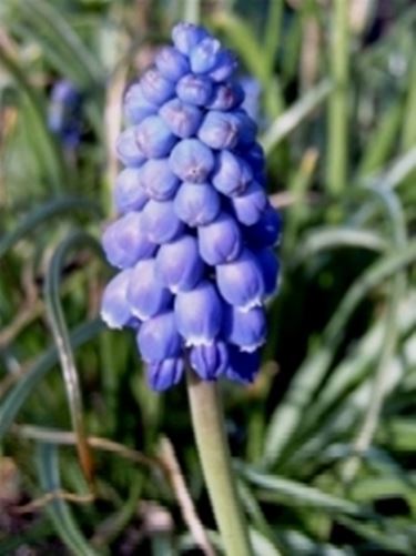 muscari