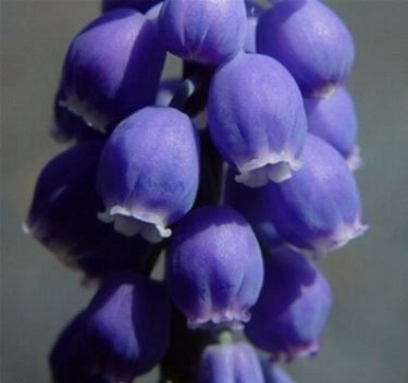 muscari blu