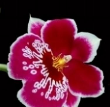 miltonia rossa.
