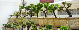 vai alla pagina Bonsai