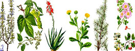 Herbalist's shop