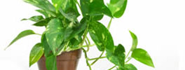 House Plants
