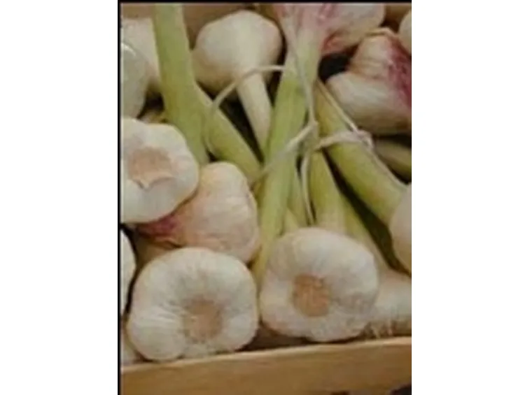 aglio 4