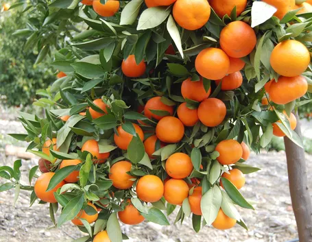 agrumi