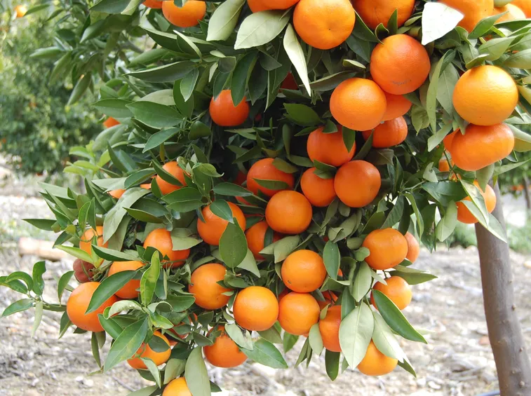 agrumi