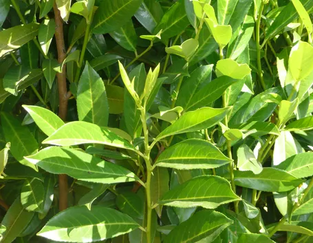 proprietà alloro