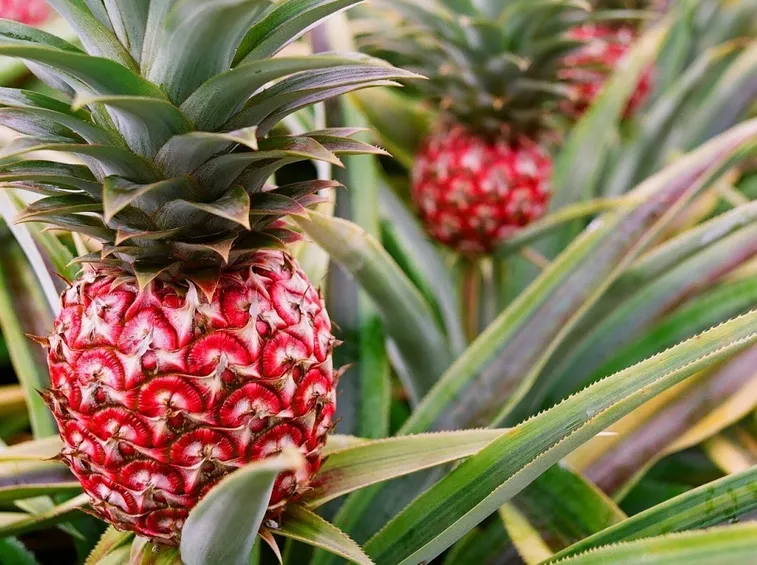 ananas2