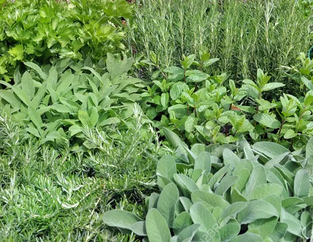 salvia