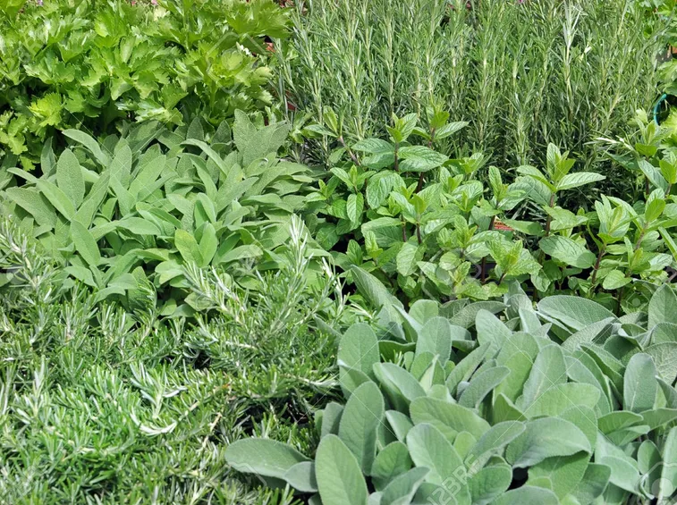salvia