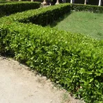 Divisori in siepi per giardini