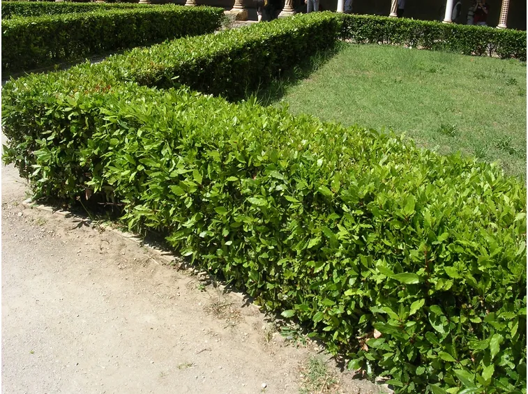 Divisori in siepi per giardini