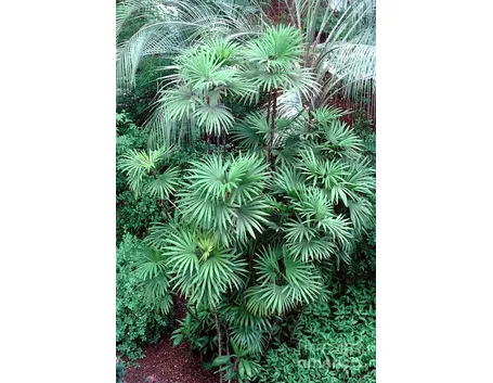 Esemplari di Rhapis humilis, chiamata anche 