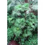 Esemplari di Rhapis humilis, chiamata anche 