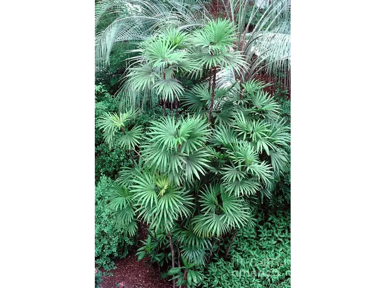 Esemplari di Rhapis humilis, chiamata anche 