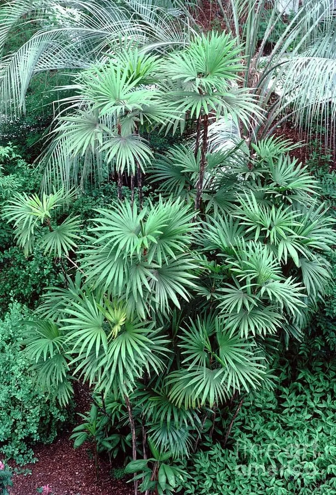 Esemplari di Rhapis humilis, chiamata anche 