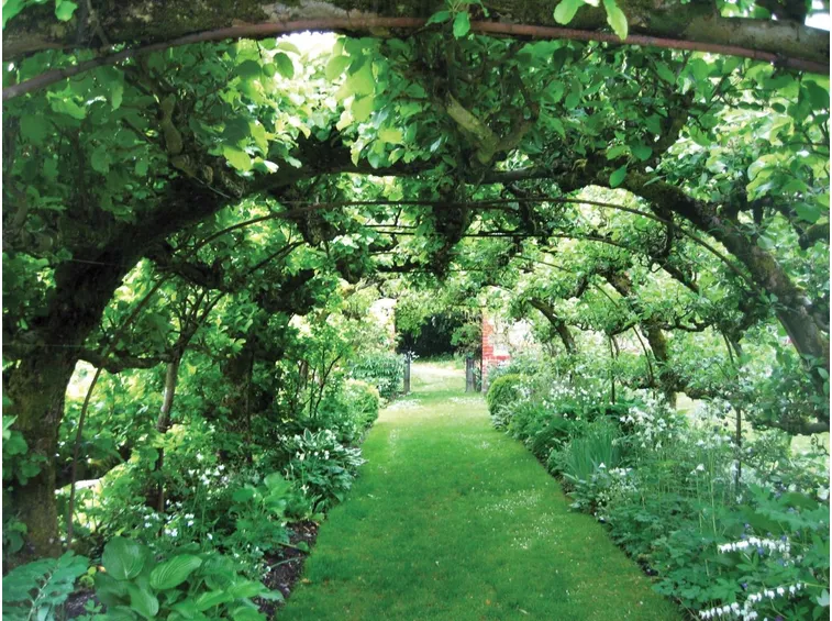 Pergolato giardino verde