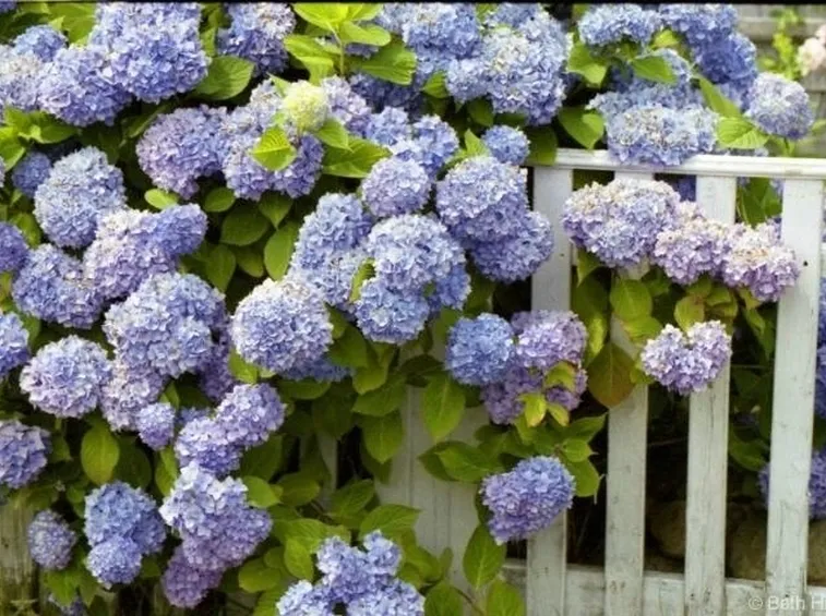 Piante di Ortensie dal colore viola tendente al blu che ornano una recinzione