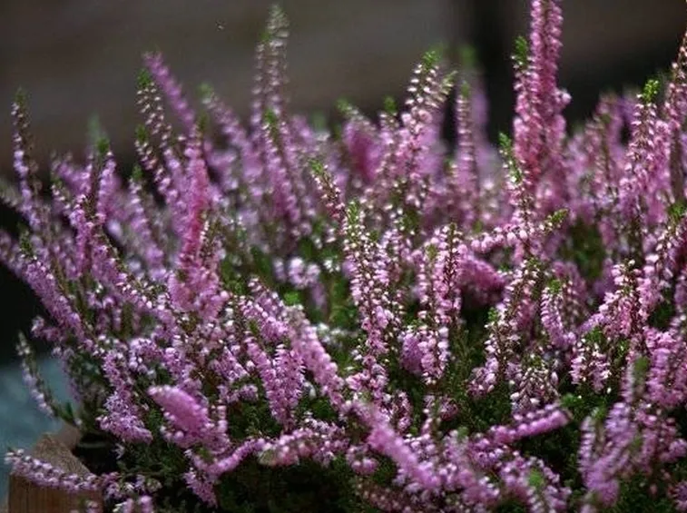 Piante di erica ornamentale