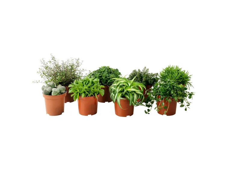 Balcone con edera