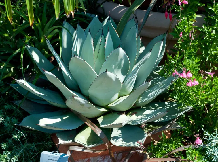 Agave in vaso