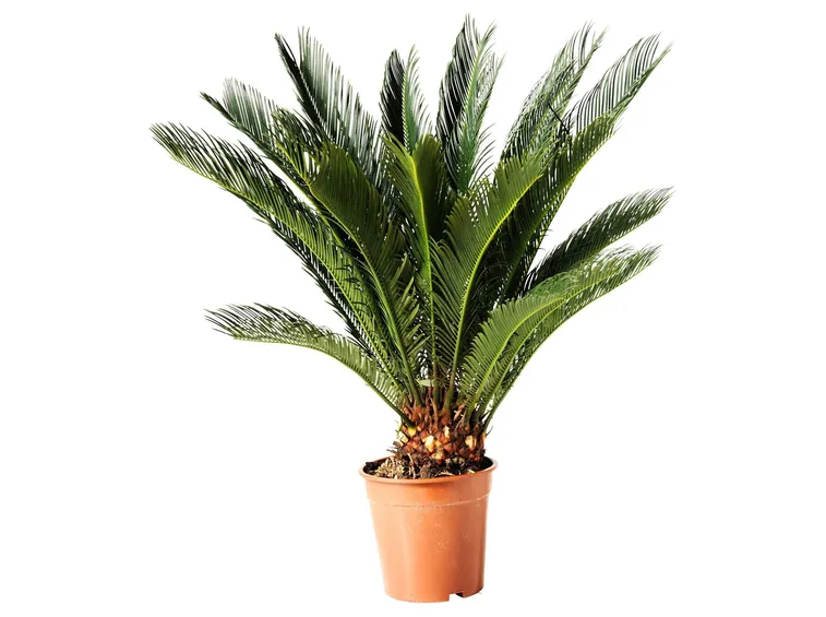 Pianta in vaso