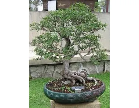 vasobonsai