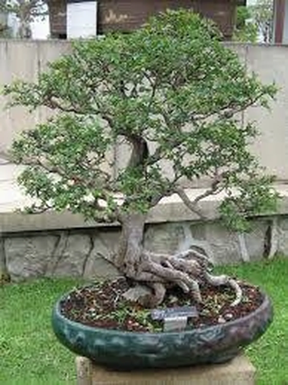 vasobonsai