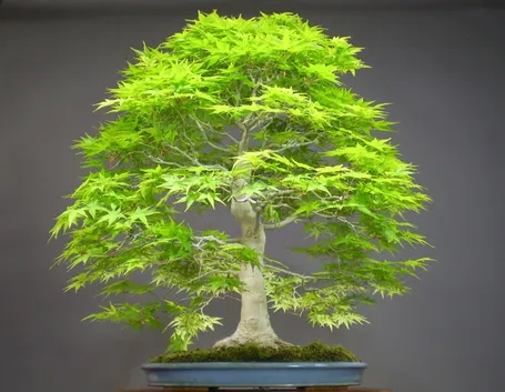 bonsai italia