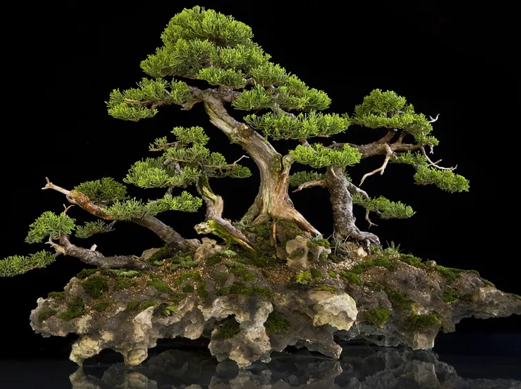 bonsai italia