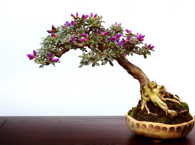 bonsai