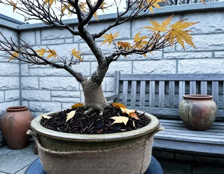 Preparare i bonsai da esterno al freddo: posizione e pacciamatura