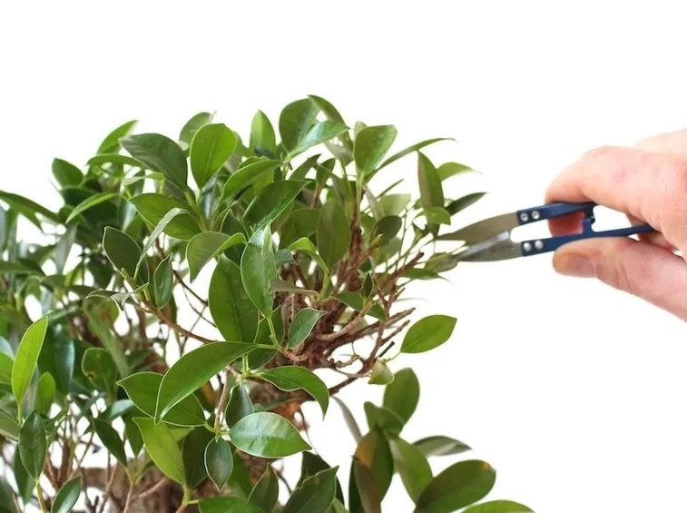 Defogliatore bonsai