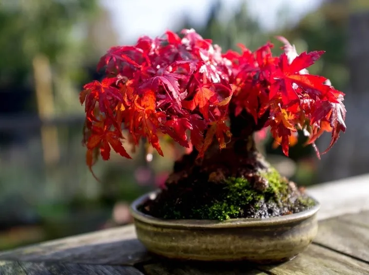 Bonsai acero rosso