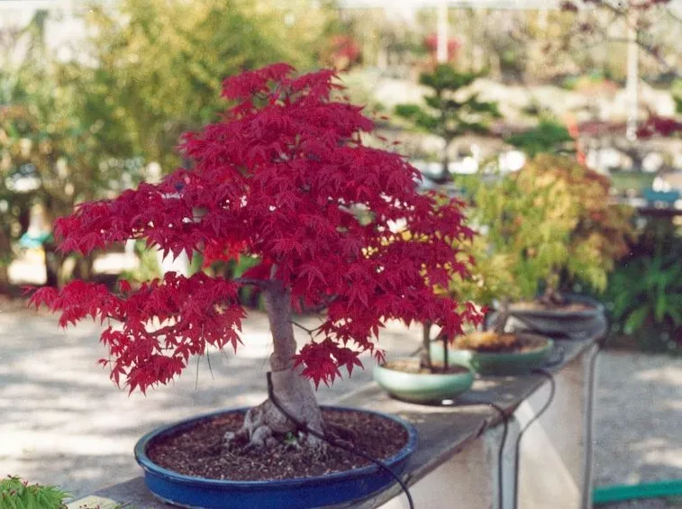 cocciniglia bonsai acero