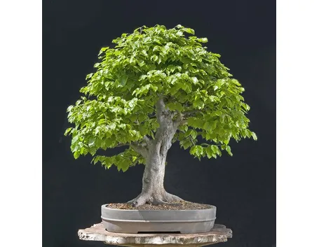 Bonsai faggio in primavera
