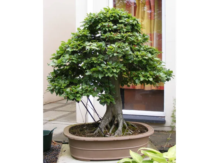 Bonsai faggio in estate