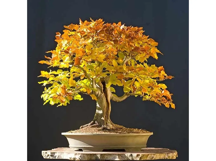 Bonsai faggio in autunno