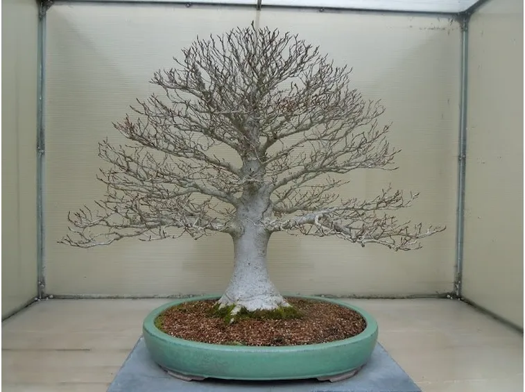 Bonsai faggio in inverno
