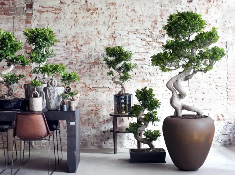 bonsai ficus ginseng